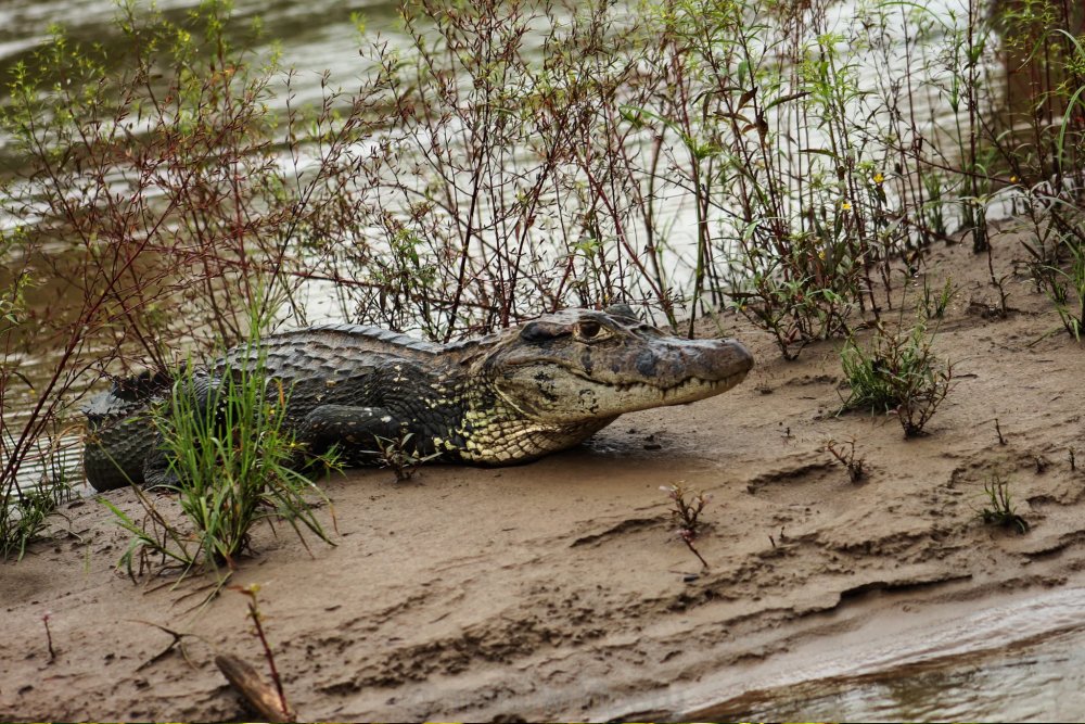Manu National Park Tour 5 Days Tour