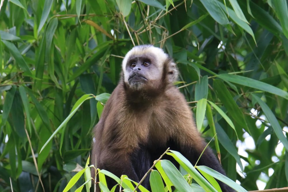 Manu National Park Tour 5 Days Tour