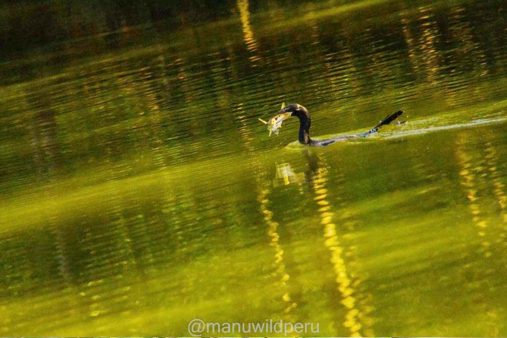 Manu National Park Tour 5 Days Tour