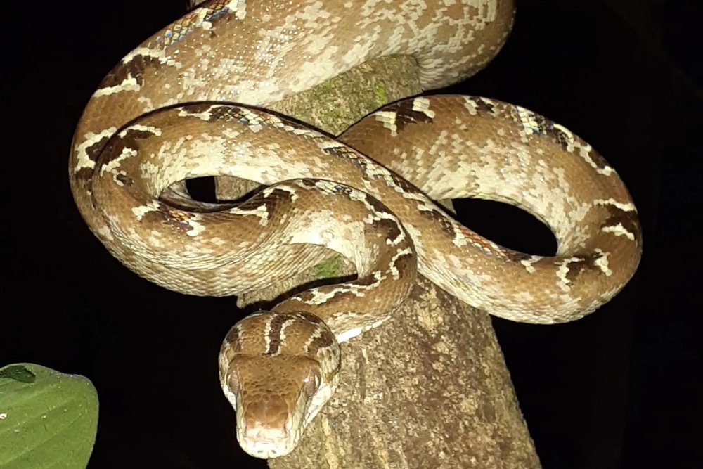 Manu National Park Tour 5 Days Tour