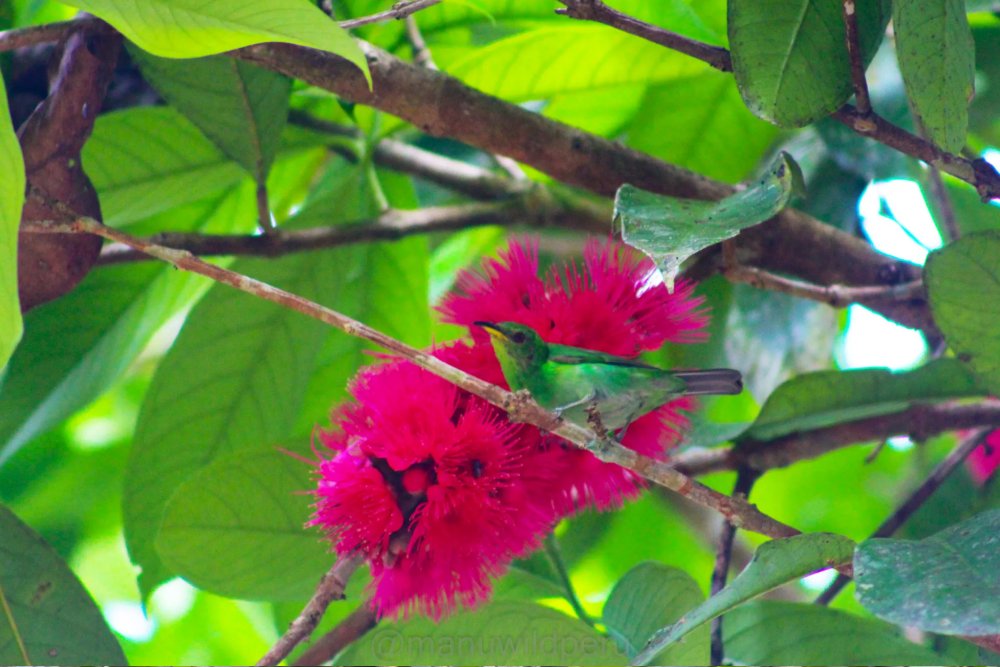 Manu Biosphere Reserve to Blanquillo Lodge 8 Days Tour