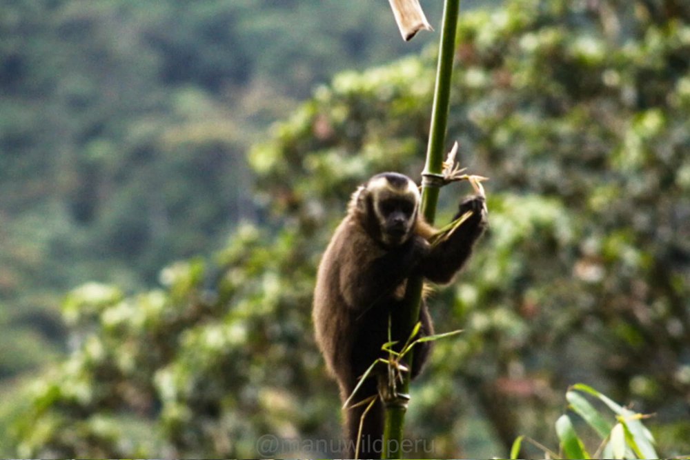 Manu Biosphere Reserve to Blanquillo Lodge 8 Days Tour