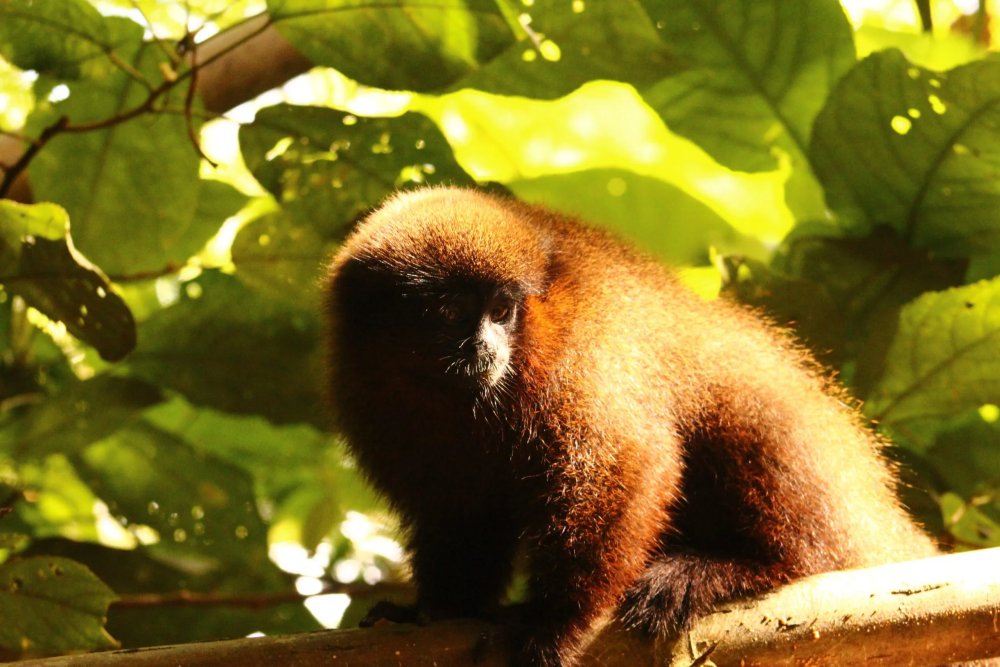 Amazon Rainforest Expedition 4 Days Tour