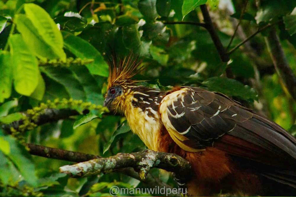 Amazon Rainforest Expedition 4 Days Tour