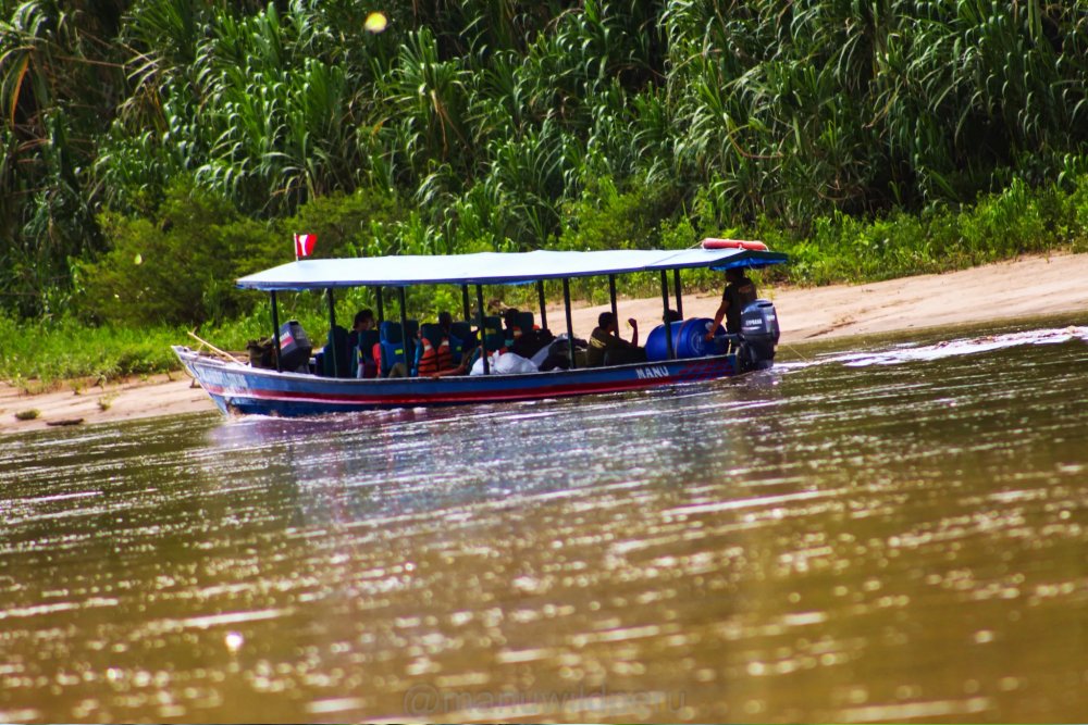 Giant River Otter hunting in Manu National Park