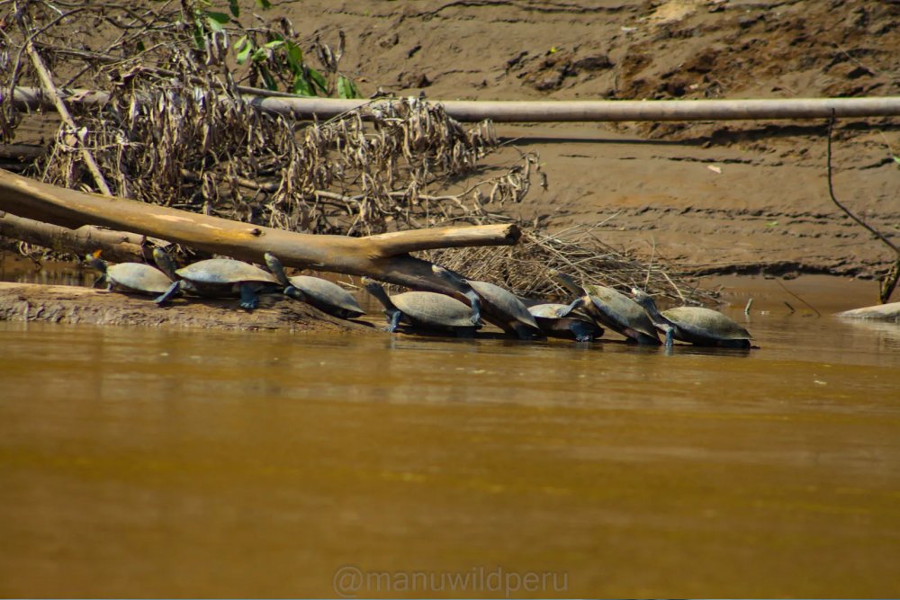 Manu Reserve Zone 6 Days Tour