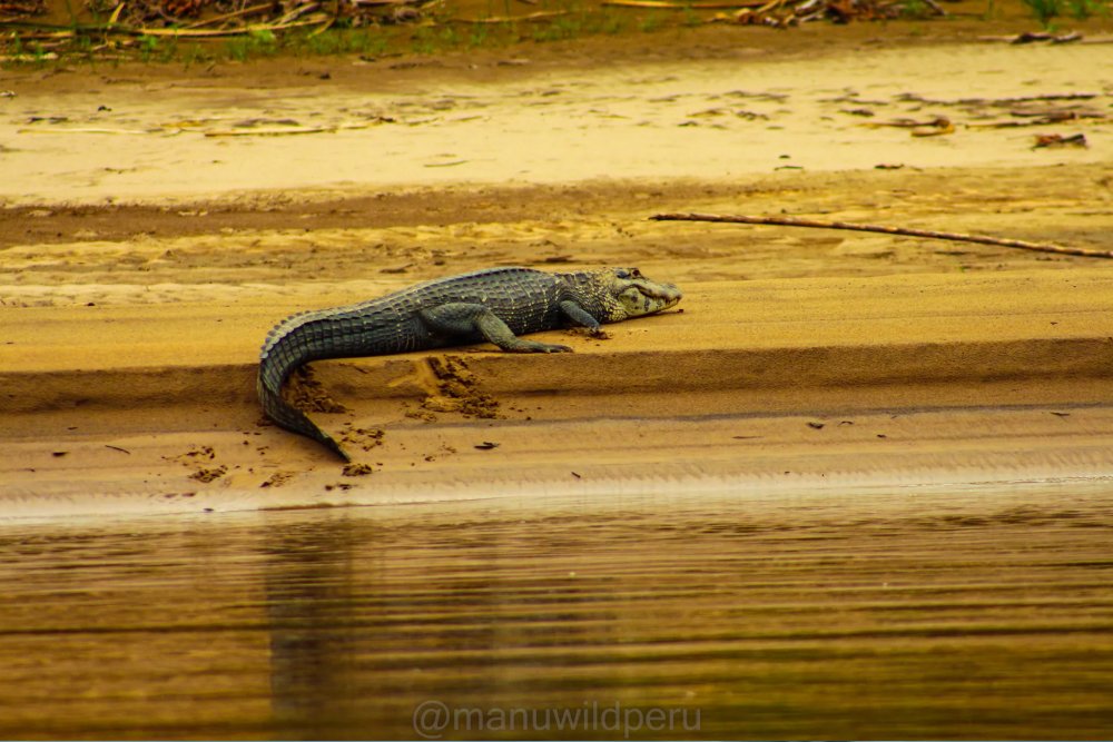 Manu Reserve Zone 7 Days Tour