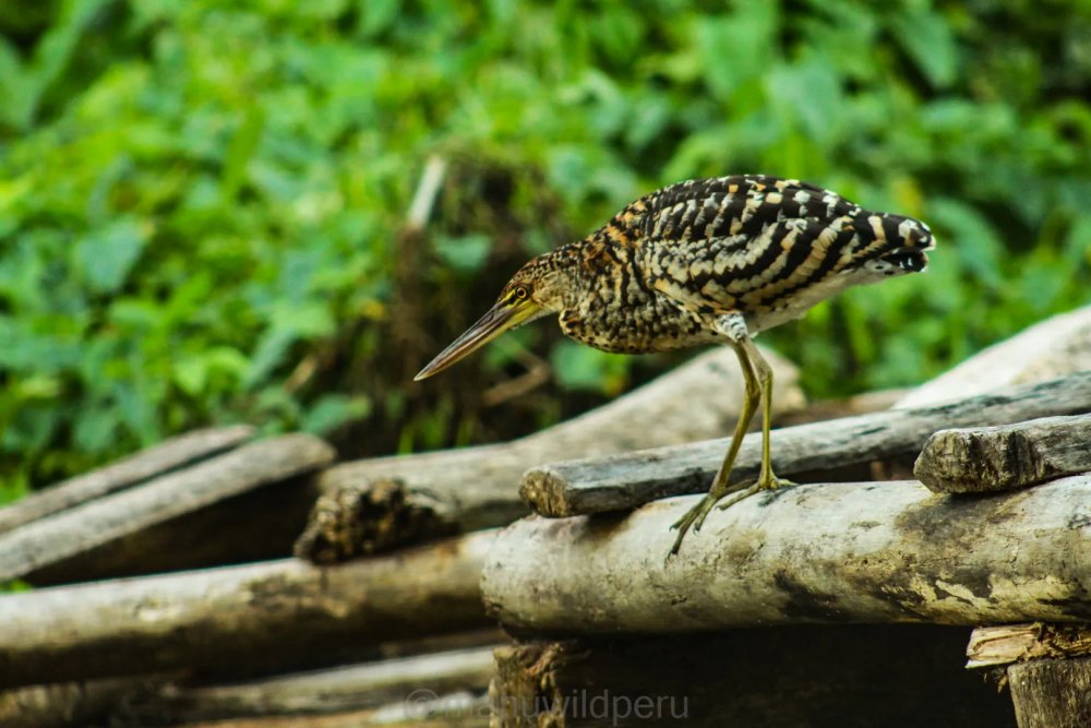 Manu Reserve Zone 7 Days Tour