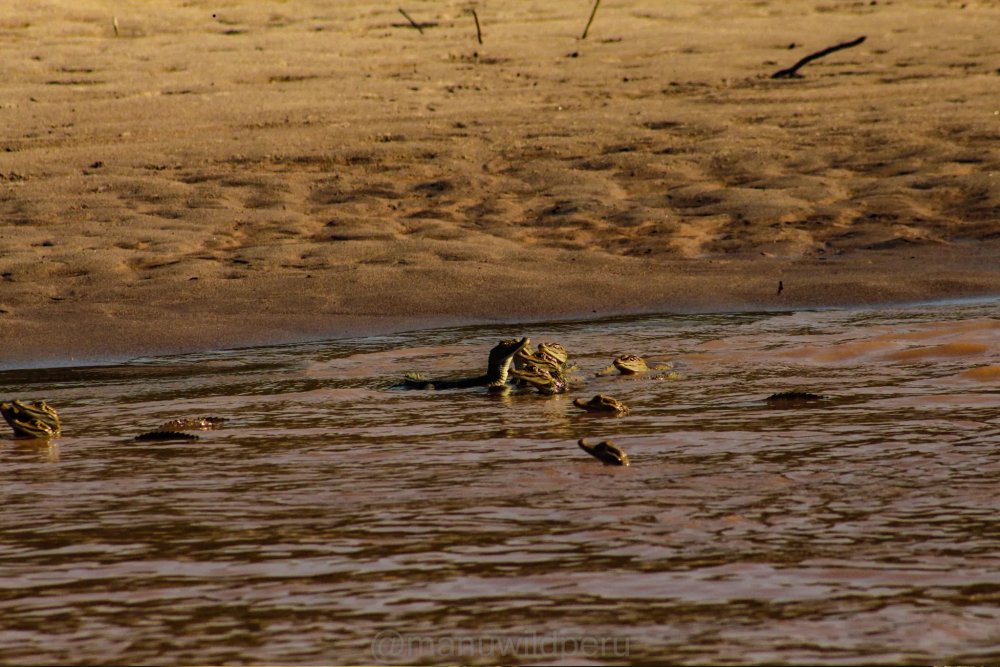 Manu Reserve Zone 7 Days Tour