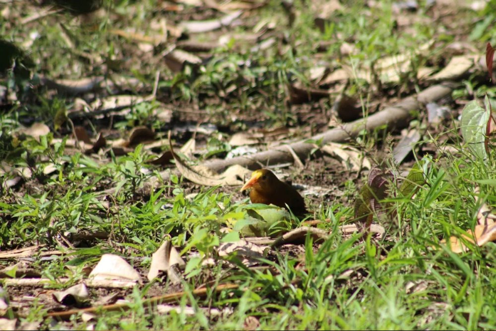 Manu Reserve Zone 7 Days Tour