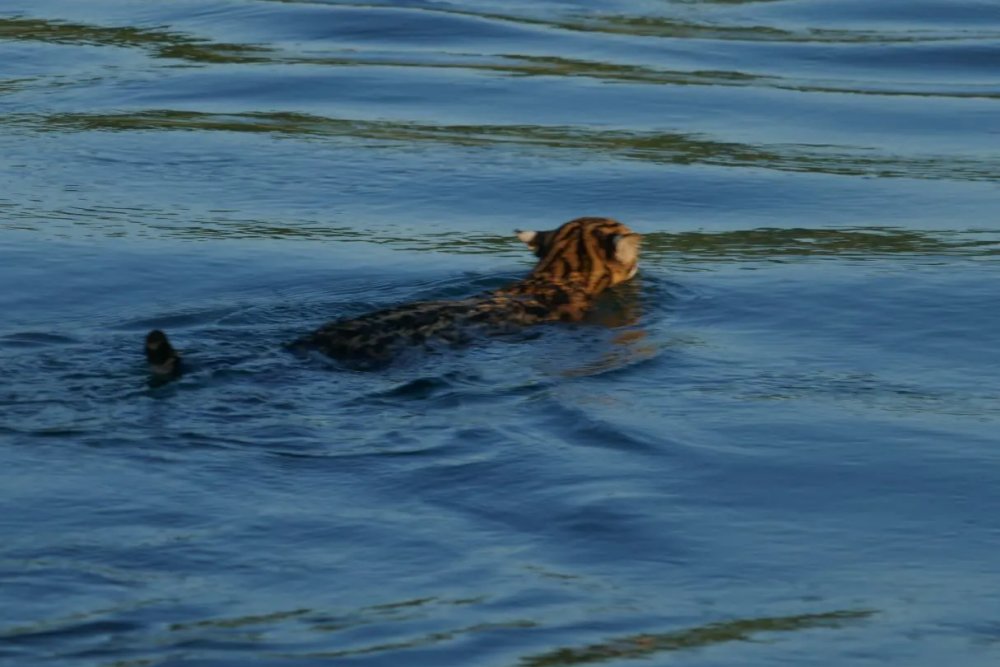 Manu Reserve Zone 7 Days Tour