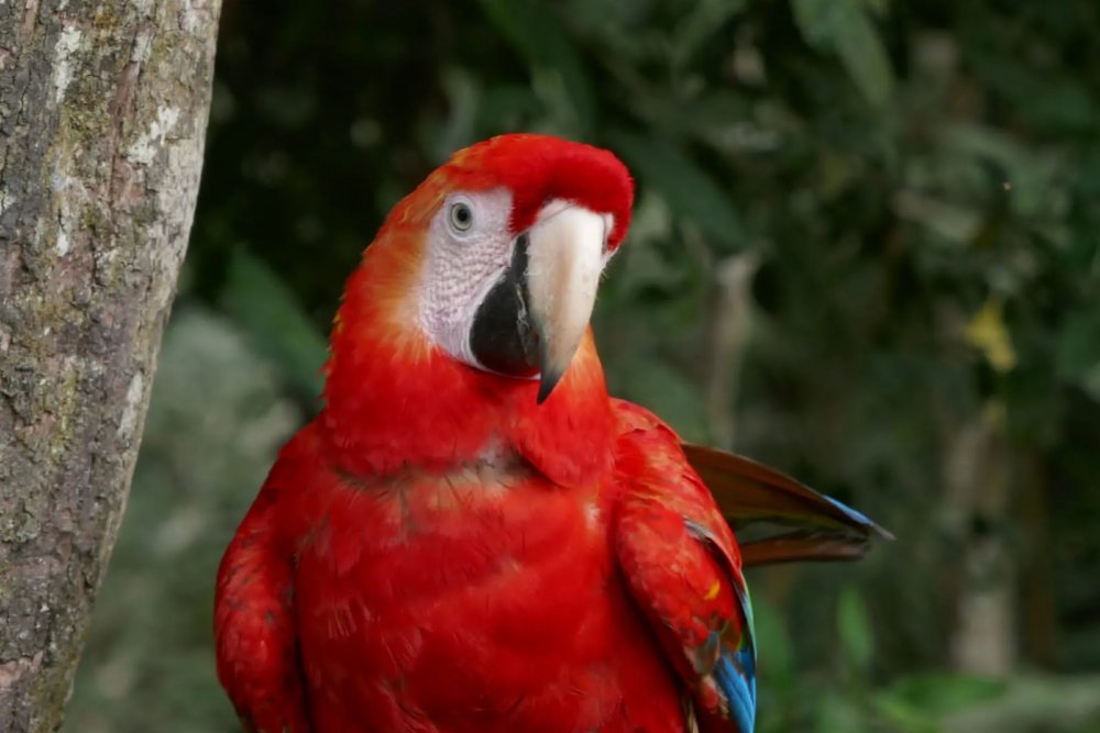 Manu Reserve Zone 7 Days Tour