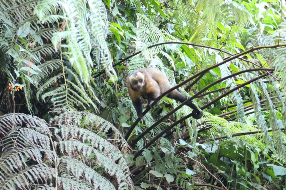 Manu Reserve Zone 7 Days Tour