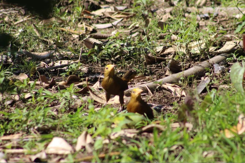 Manu Reserve Zone 7 Days Tour