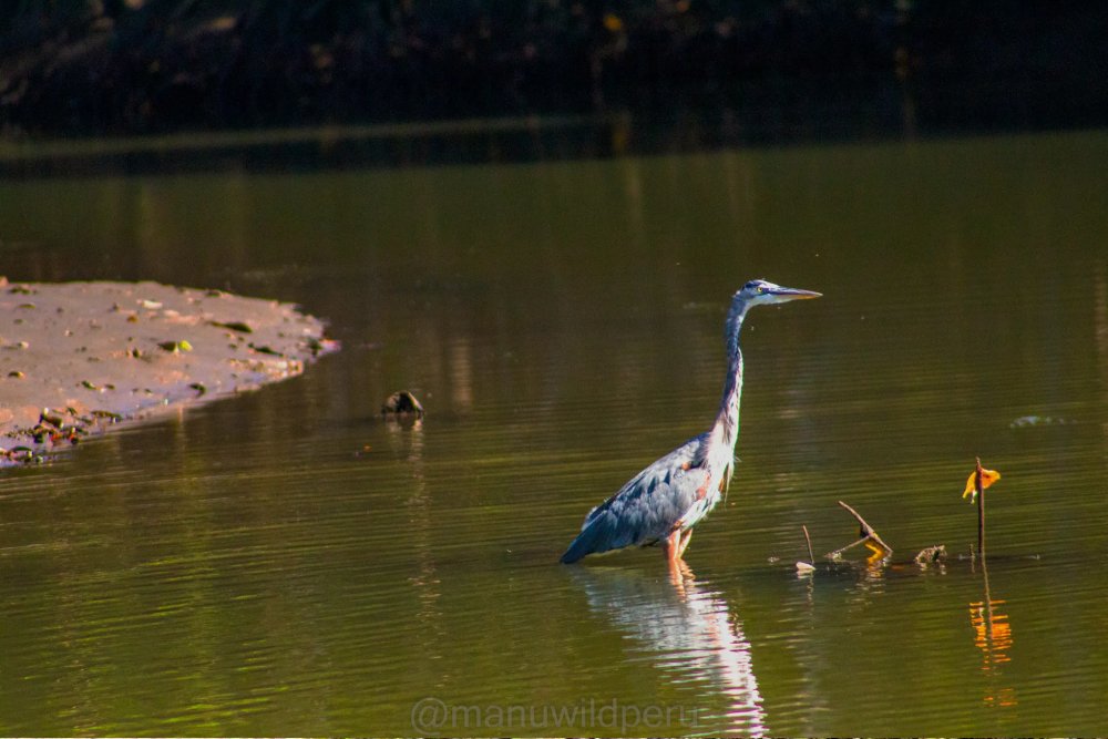 Manu Reserve Zone 6 Days Tour