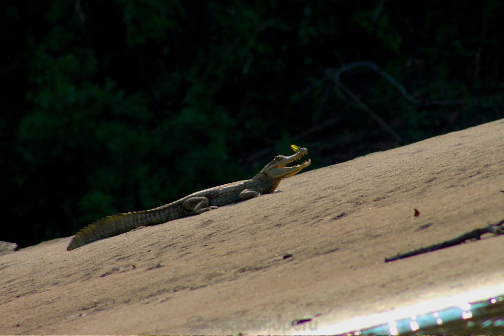 Manu Reserve Zone 6 Days Tour