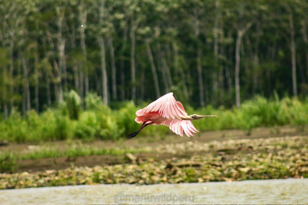 Manu Reserve Zone 6 Days Tour