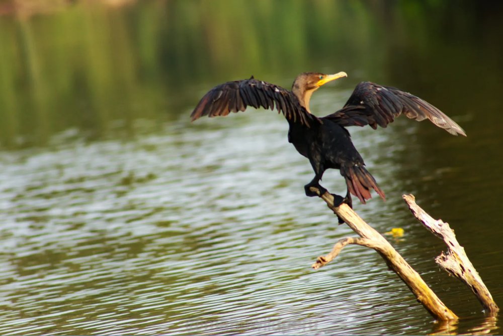 Manu Reserve Zone 6 Days Tour