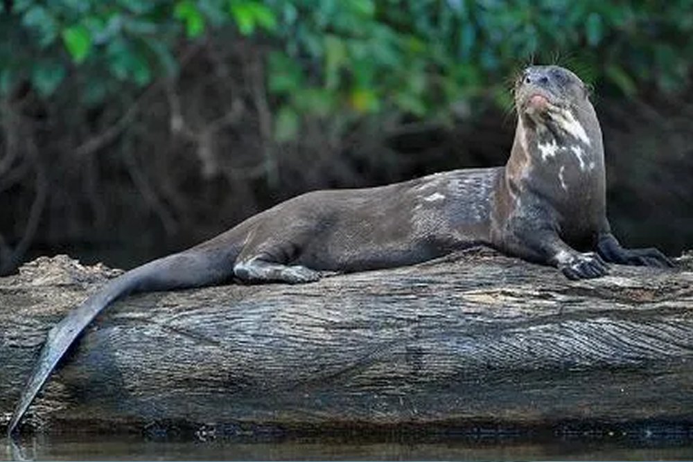 Manu Reserve Zone 6 Days Tour