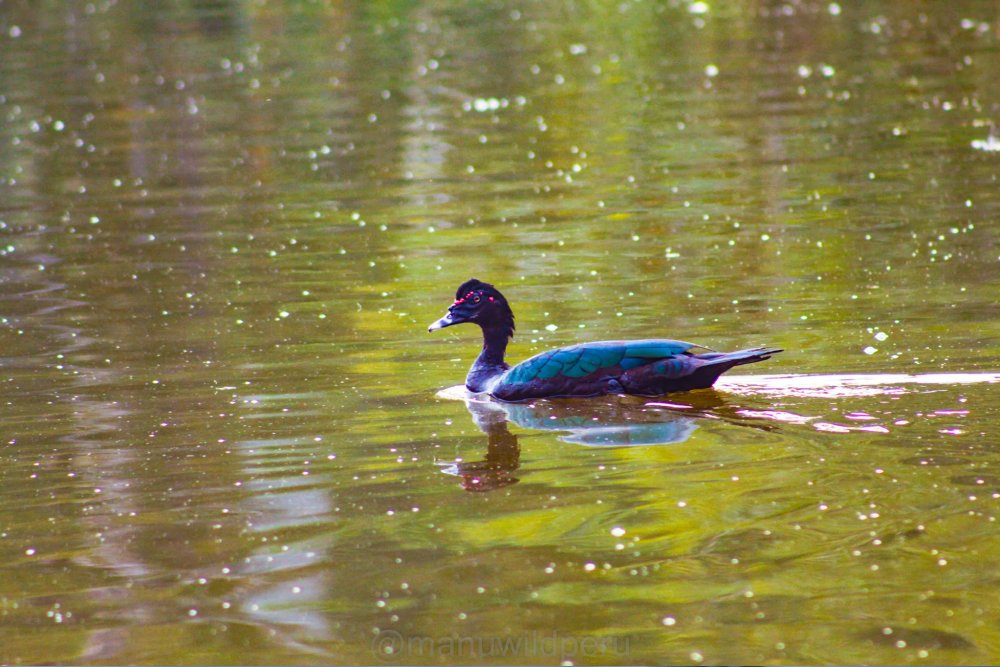 Manu Reserve Zone 6 Days Tour