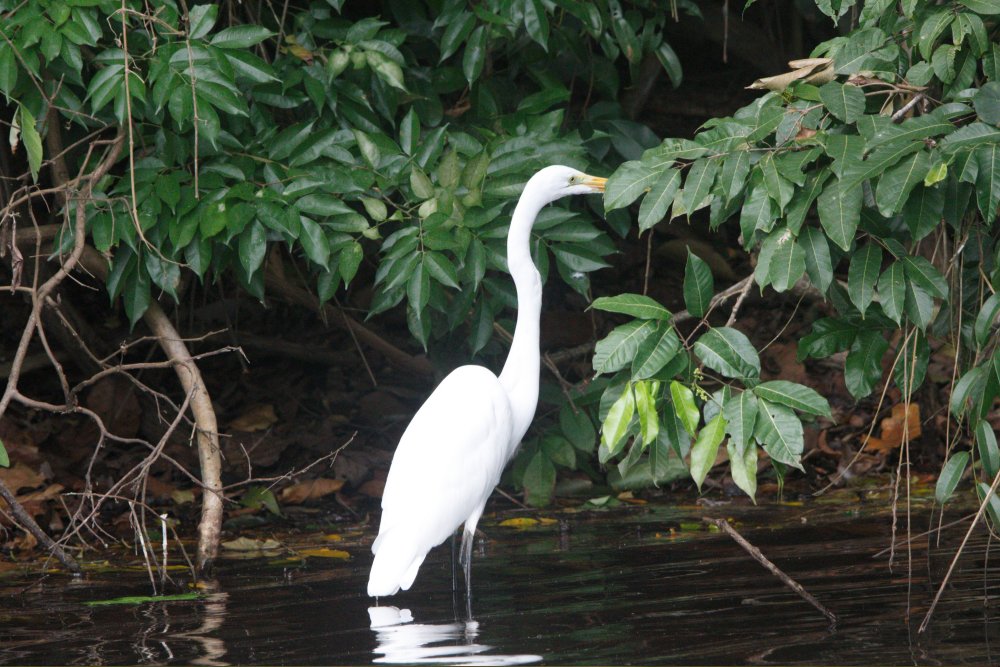 Tours to Manu Park