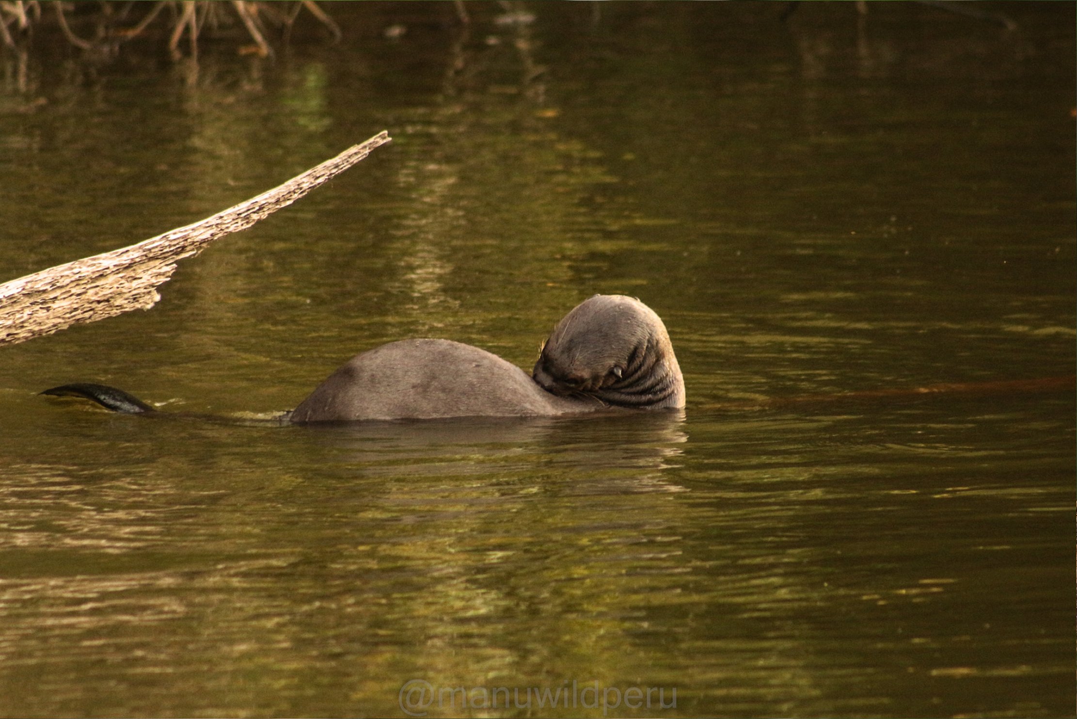 Manu Reserve Zone 6 Days Tour