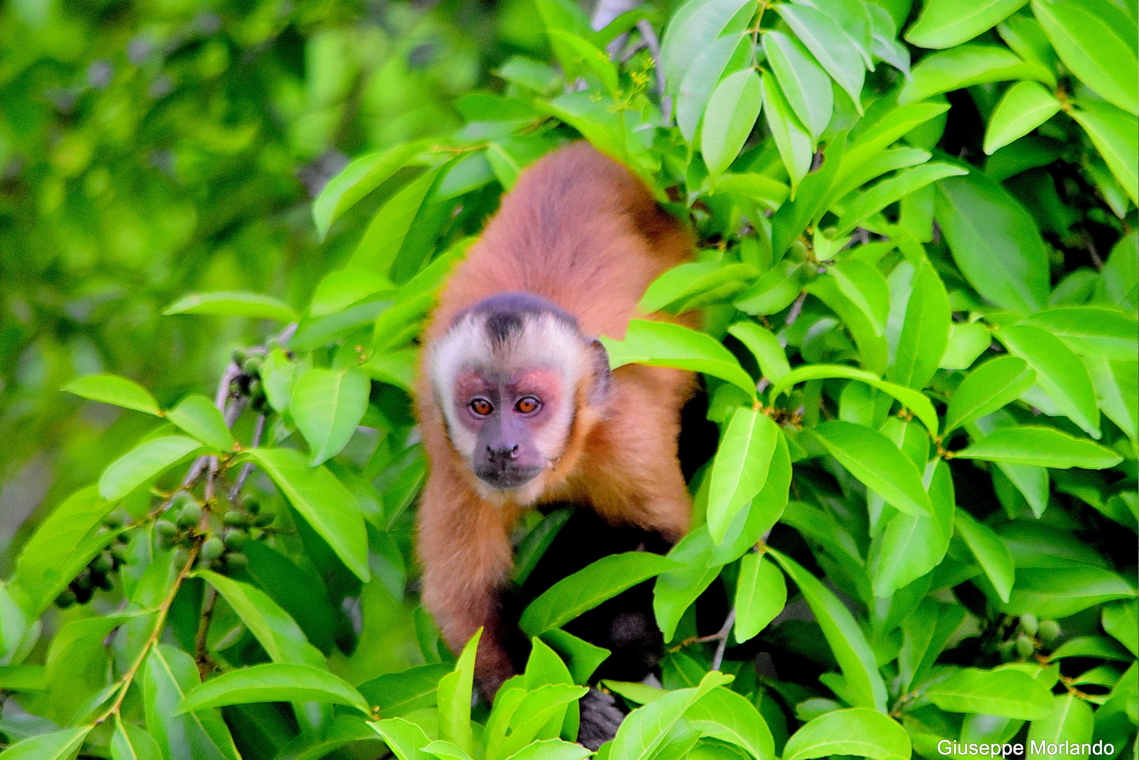 Ecological Adventure in Manu 5 Days Tour