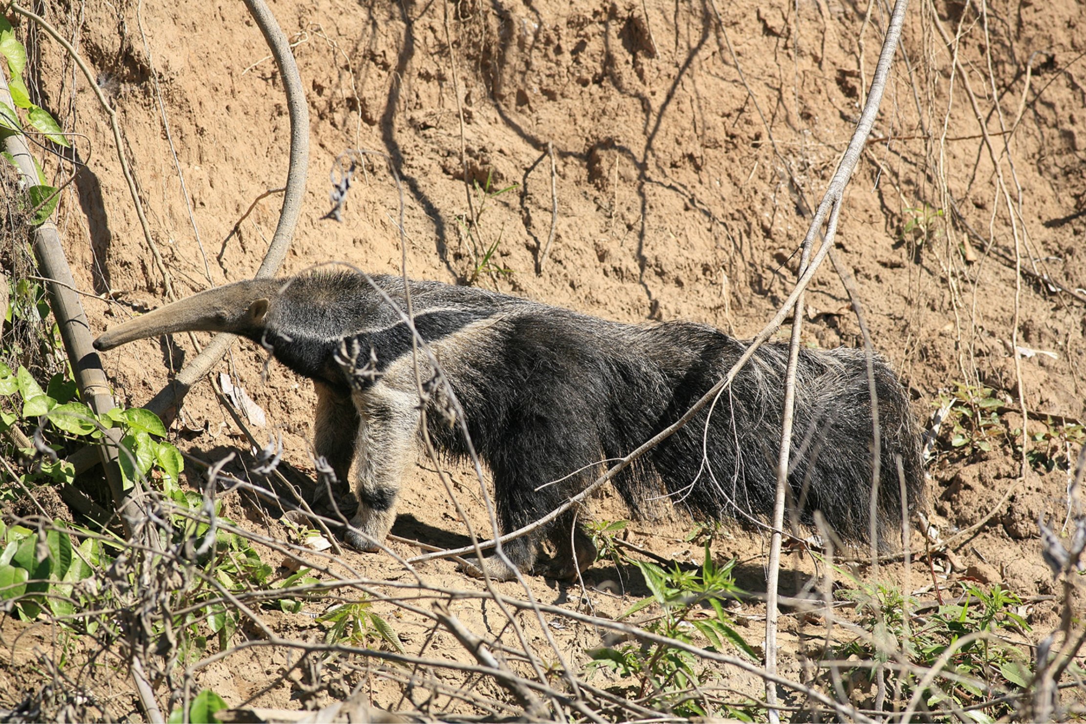 Manu National Park Tour 5 Days Tour